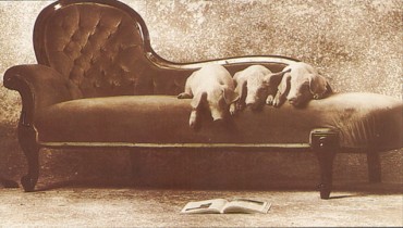 Featured is a postcard image of "three (upwardly mobile) little pigs" ensconced on a beautifully upholstered Victorian daybed.  Maybe they're reading the story that someone wrote about them?! Photo by Ruth Gibbons.  The original unused Athena Art card is for sale in The unltd.com Store.